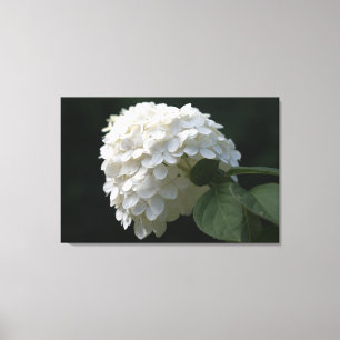 White Lime Hydrangea Flower Canvas Print