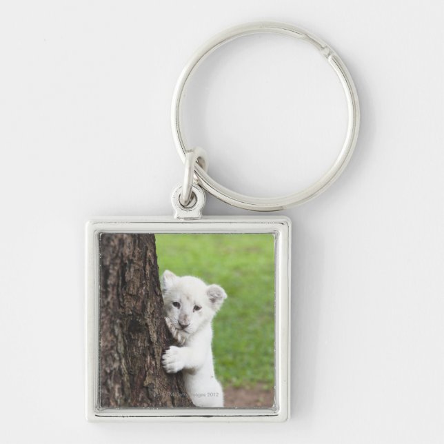 White lion cub hiding behind a tree. key ring (Front)