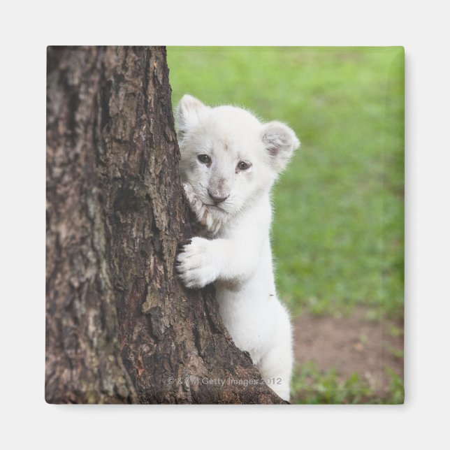 White lion cub hiding behind a tree. magnet (Front)
