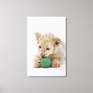 White lion cub (Panthera leo krugeri) playing Canvas Print