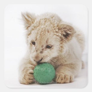 White lion cub (Panthera leo krugeri) playing Square Sticker