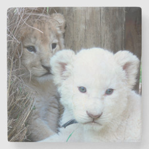 White Lion Cub Stone Coaster