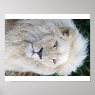 White Lion Poster