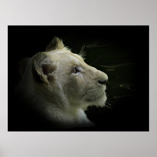 White Lion Wildlife Lion-Lover Poster (Front)