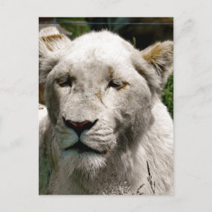 WHITE LIONS POSTCARD