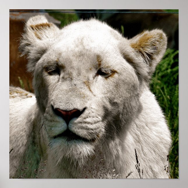 WHITE LIONS POSTER (Front)