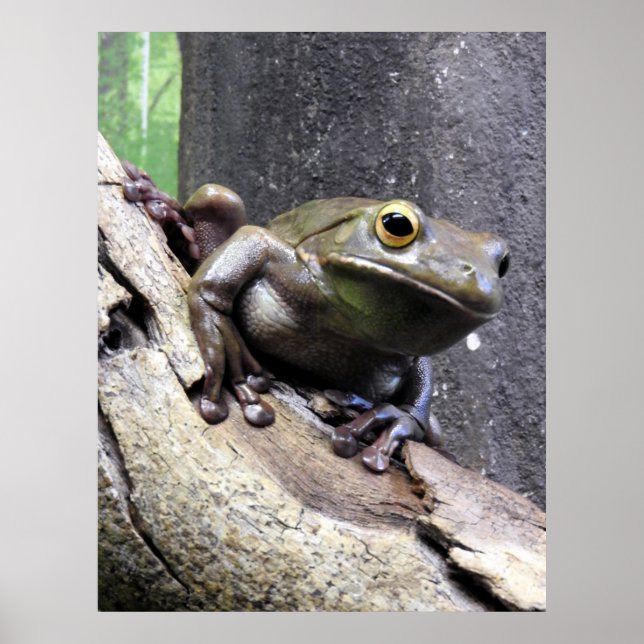 White lipped tree frog poster (Front)