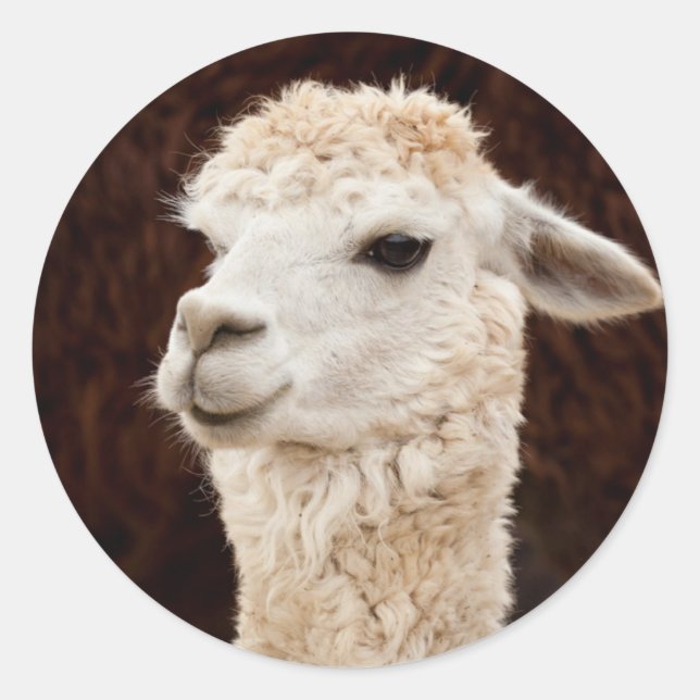 White Llama Classic Round Sticker (Front)