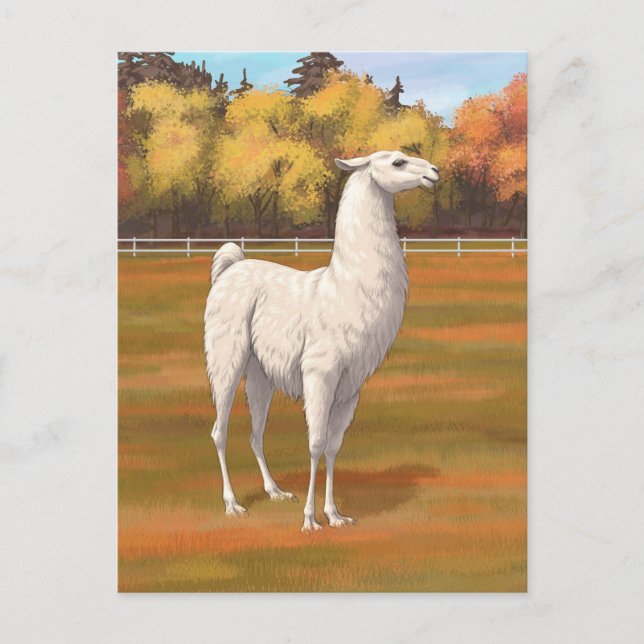 White Llama in Autumn Farm Pasture Postcard (Front)