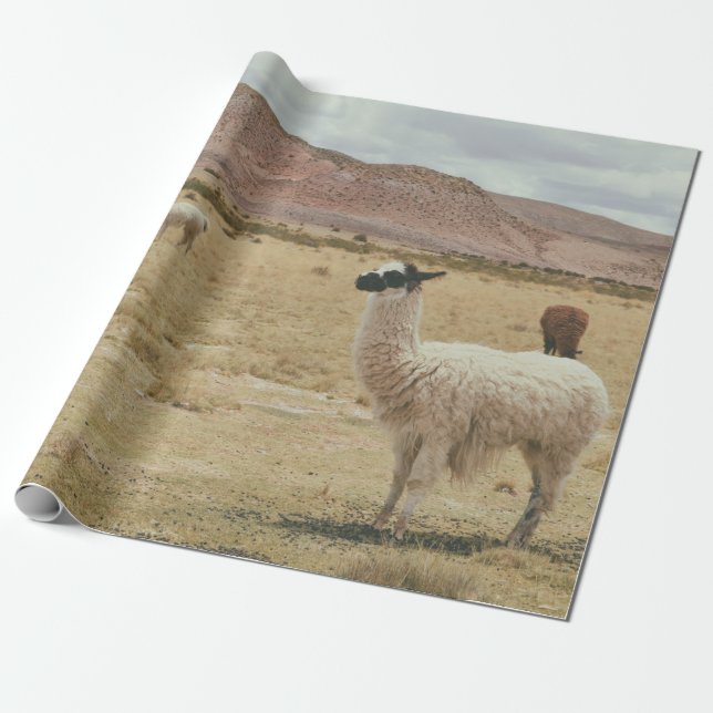 WHITE LLAMA ON BROWN GRASS WRAPPING PAPER (Unrolled)