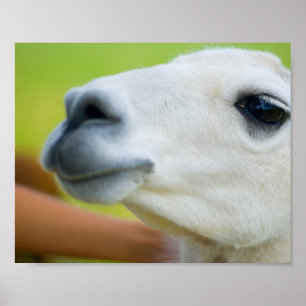 White Llama Poster