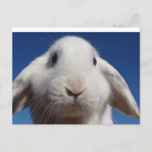 White Lop Rabbit Postcard