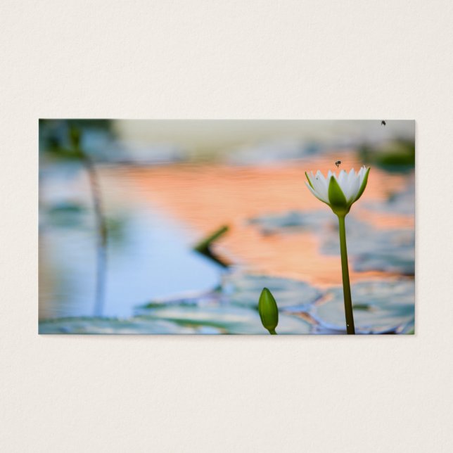 White lotus (Front)