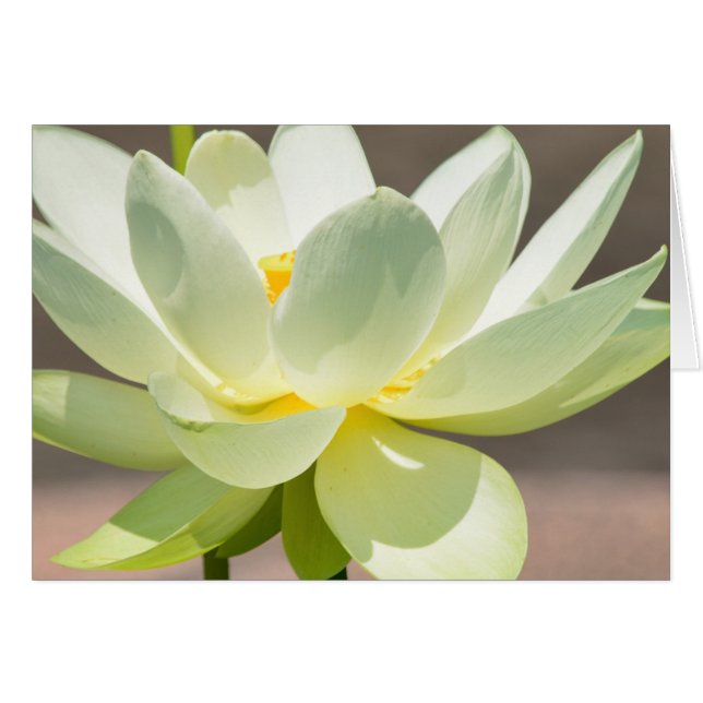 White Lotus Blank Greeting Card (Front Horizontal)