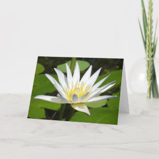 White Lotus Flower Card