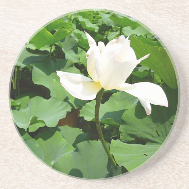 White Lotus Flower Coaster (Front)