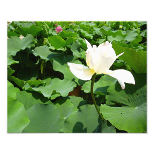 White Lotus Flower Photo Print