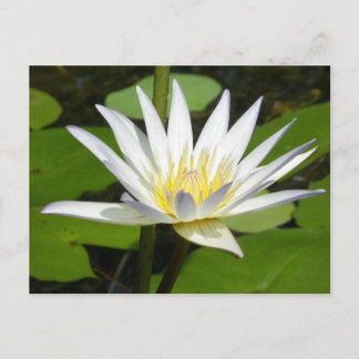 White Lotus Flower Postcard