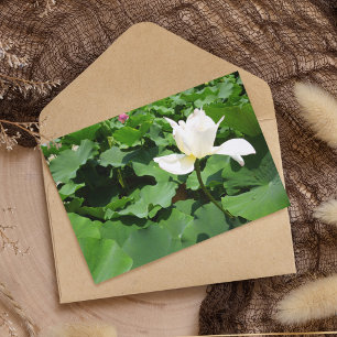 White Lotus Flower Postcard