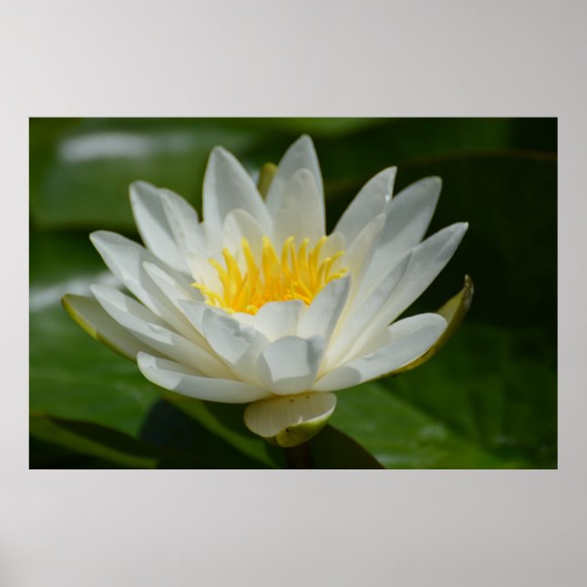 White Lotus Flower Poster (Front)