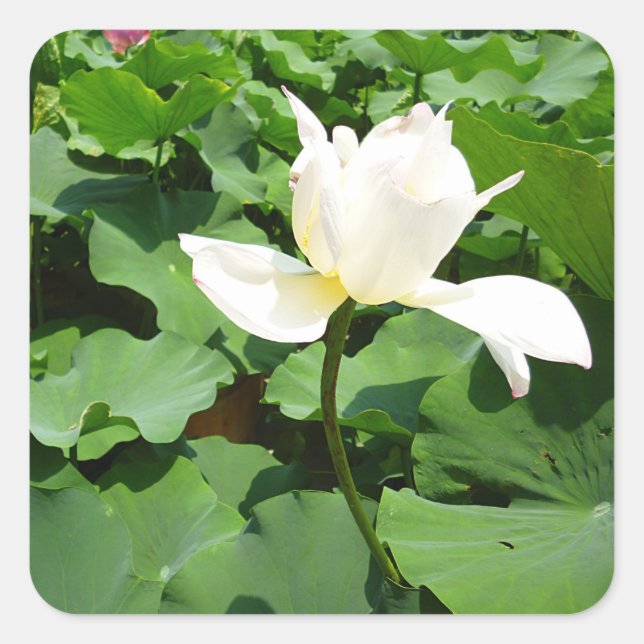 White Lotus Flower Square Sticker (Front)