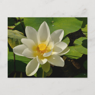 White Lotus flowers in a pond Holiday Postcard