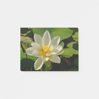 White Lotus flowers in a pond Post-it Notes