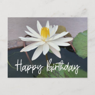 White  Lotus in the pond Happy Birthday   Postcard