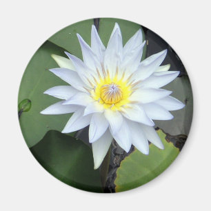 White Lotus Magnet