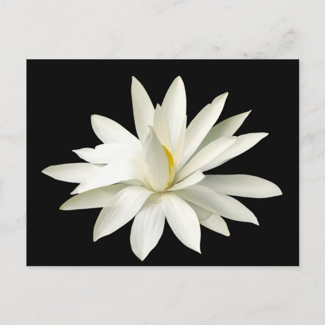 White lotus postcard (Front)