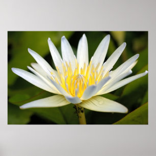 White lotus poster