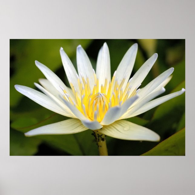 White lotus poster (Front)