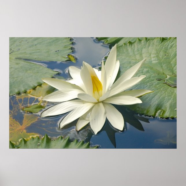 White lotus poster (Front)