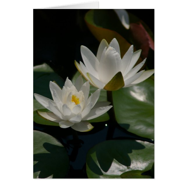 White Lotus Waterlilies Card (Front)