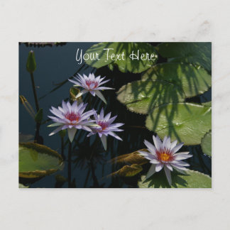 White Lotus Waterlilies Postcard