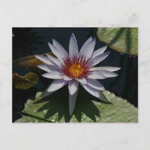 White Lotus Waterlily Postcard