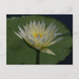 White Lotus Waterlily Postcard