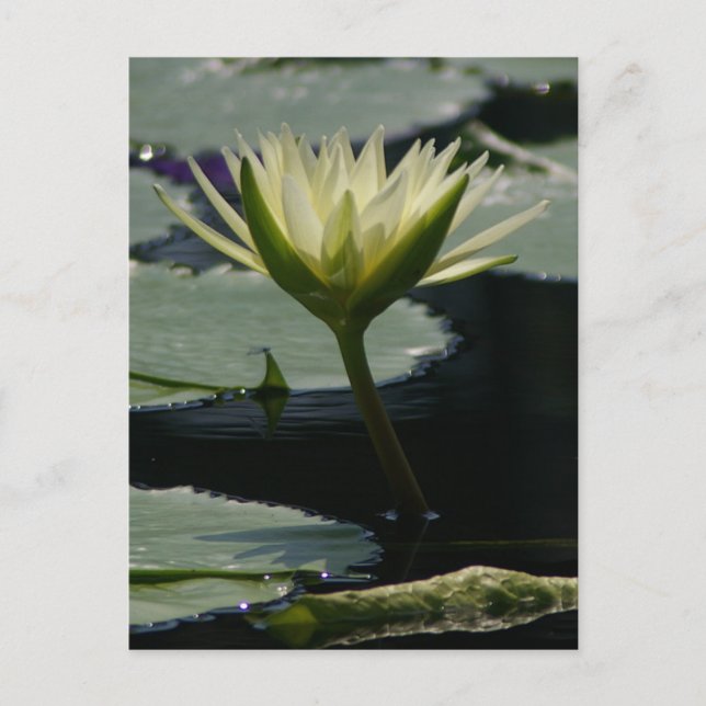White Lotus Waterlily Postcard (Front)
