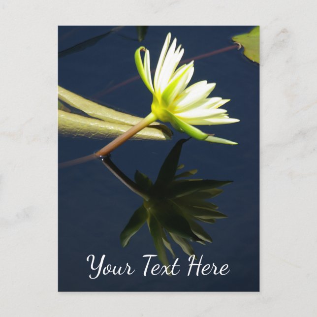 White Lotus Waterlily Postcard (Front)