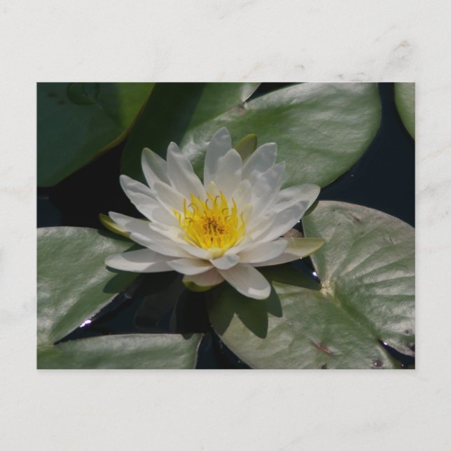 White Lotus Waterlily Postcard (Front)