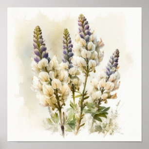 White Lupine Flower Art Print Poster