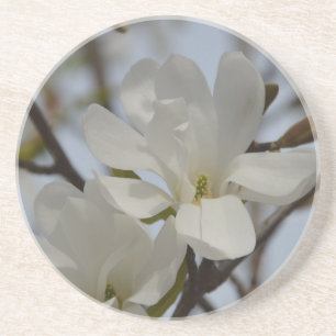 White Magnolia Blooming in the Spring Coaster
