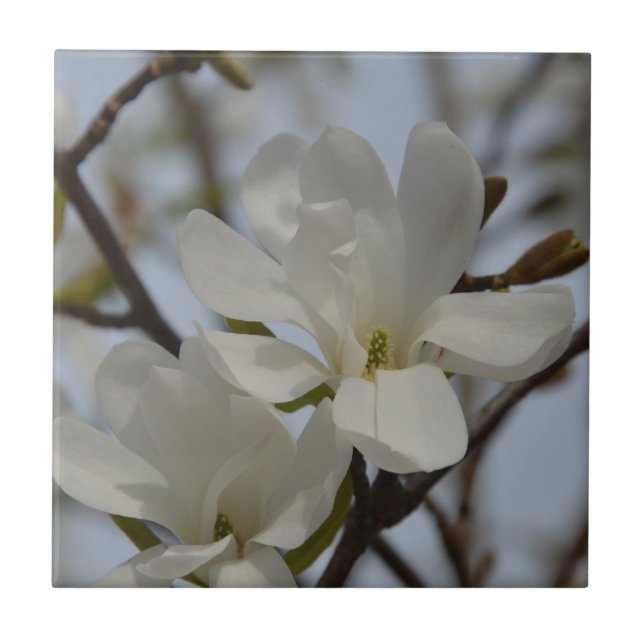 White Magnolia Blooming in the Spring Tile (Front)