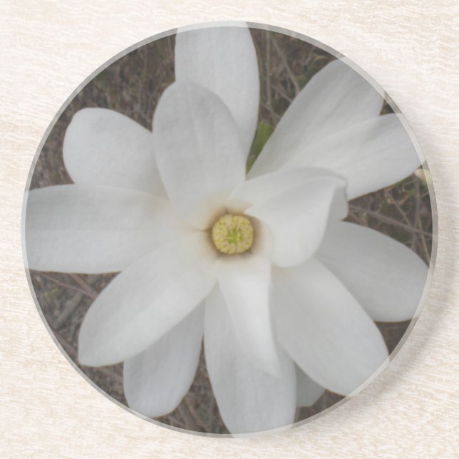 White Magnolia Blossom Coasters (Front)
