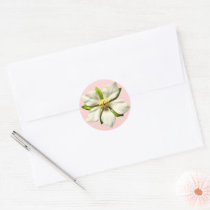 White Magnolia Blossom Flower Spring Wedding Pink Classic Round Sticker