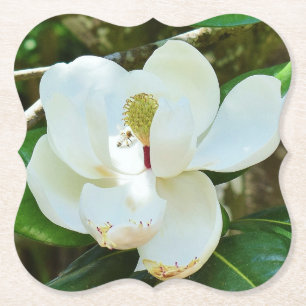 White Magnolia Blossom Paper Coaster