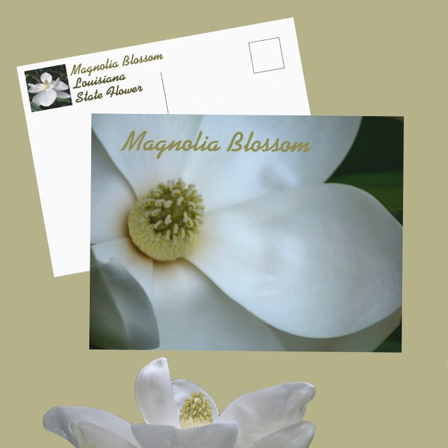 White Magnolia Blossom Photographic Postcard (Creator Uploaded)