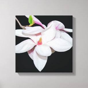 White Magnolia Canvas Print
