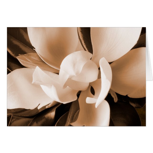 White Magnolia Flower Black Background (Front Horizontal)