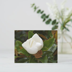 White Magnolia flower blooming Postcard